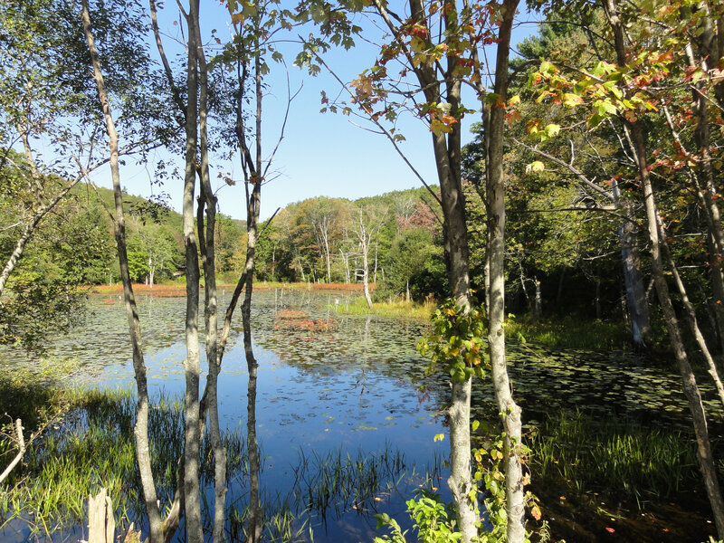 Swampy place by Houghtons Pond