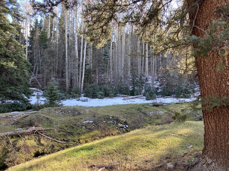 Typical forested terrain in Maquinita Canyon.