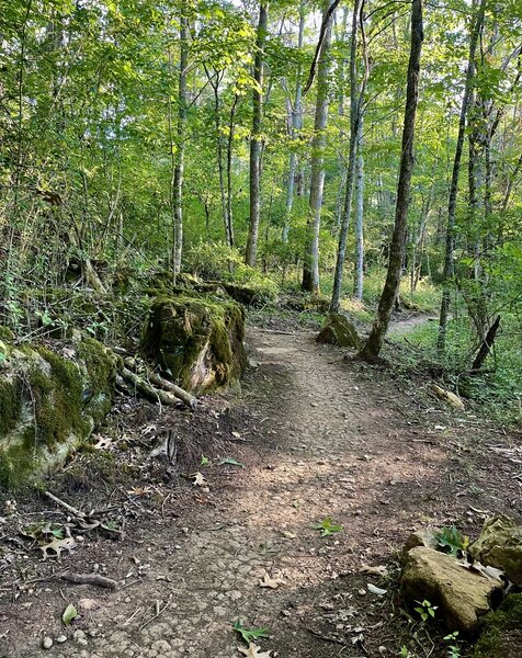 Down the trail