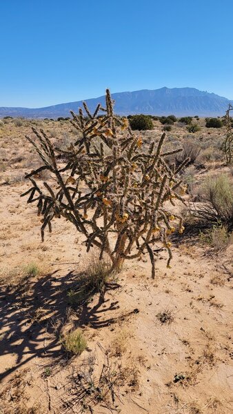 Sandia Mountains