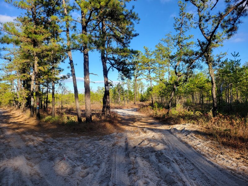 Looking North from Sandy Causeway, stay left for trail. (right to old road & water hazard).