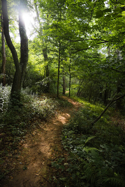 Nice Singletrack.