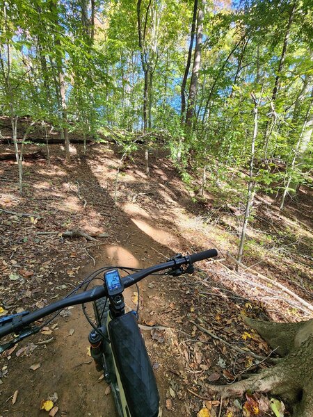 Roots and dirt galore