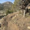 One of the many gentle switchbacks of Rewind Ridge.