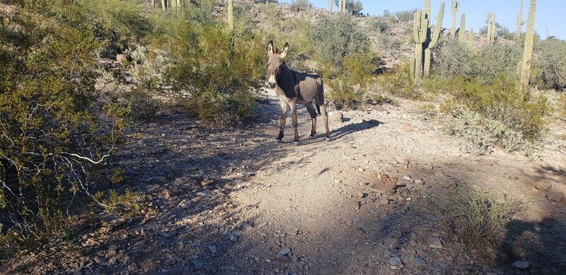 This little guy greeted me on the trail - and even posed for a photo.