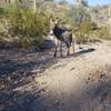 This little guy greeted me on the trail - and even posed for a photo.