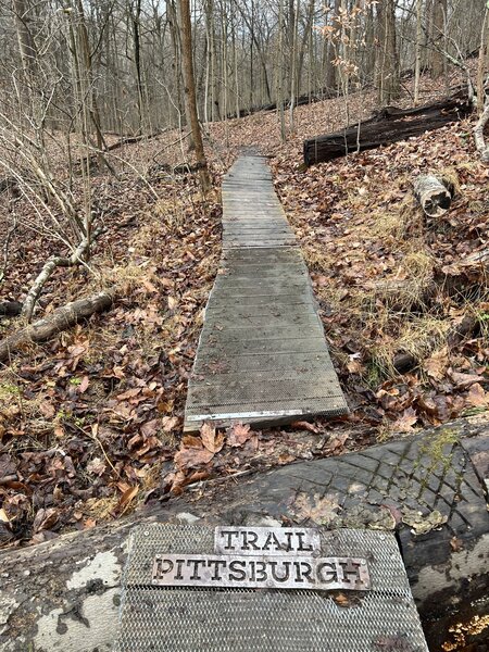 The boardwalk on the lower trail section where the fallen beech tree has added a little extra funk.