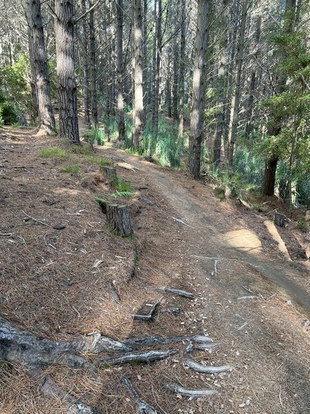 Part way through the Tasting Platter Trail.