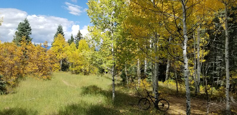 Sherwooda at the intersection of small loop at the top. Photo taken in October '22.