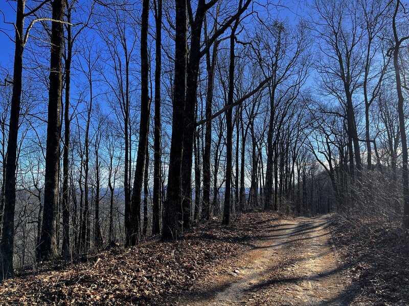 Nice light on Tray Mountain Road