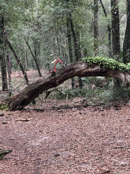 Tricycle trail.