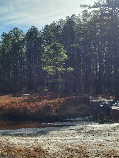 Rather Dryish Pond