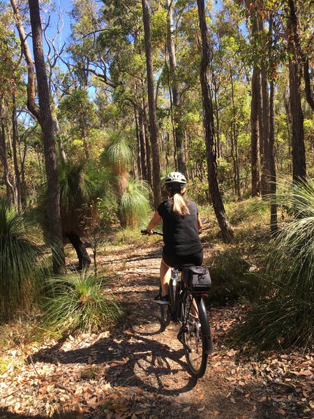 E-bike rider going through some of the beautiful Jarrah forest and singletrack on the Old Timberline Trail.