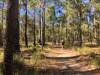 2 e-bikes and 1 regular bike on the singletrack through the Jarrah forest of the Old Timberline Trail.