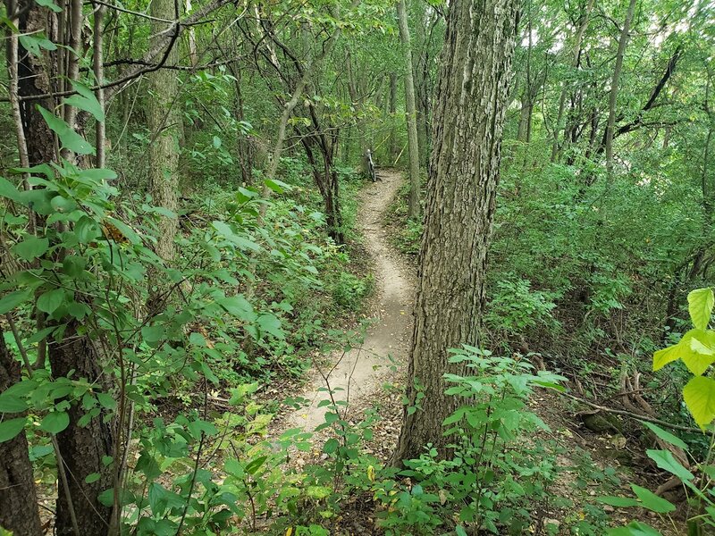 A rare bit of flat ground on the Outer Limits Route at Quarry Park.