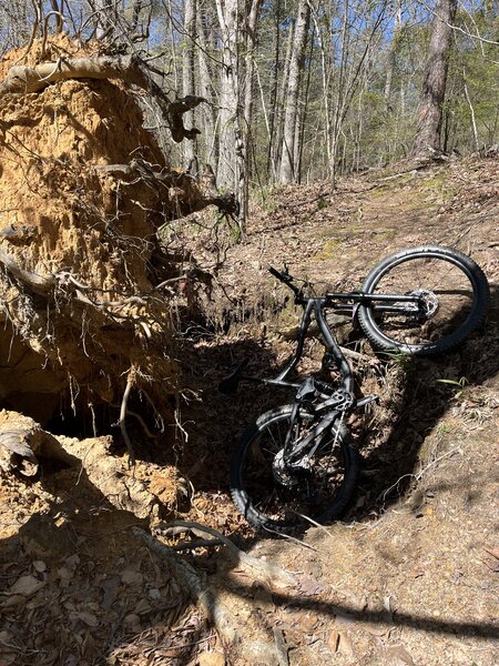 Felled tree on Lost Woman.