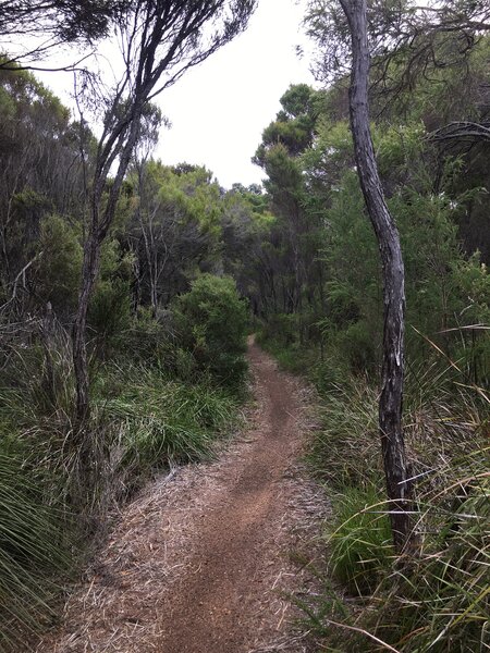 The newly created flowy singletrack through the forest was the favorite of the day for all riders in our group.