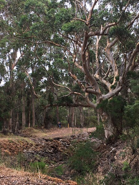 Some amazing scenery on the Munda Biddi along Unnidup Creek.