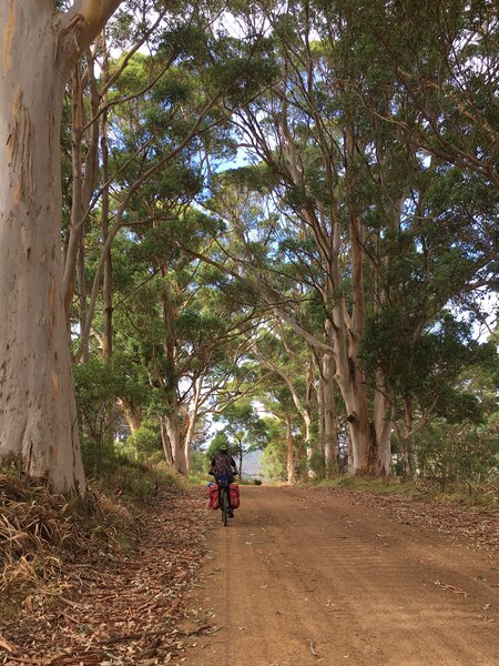 Amazing trees lining the cattle farms along this gravel road on the Munda Biddi.
