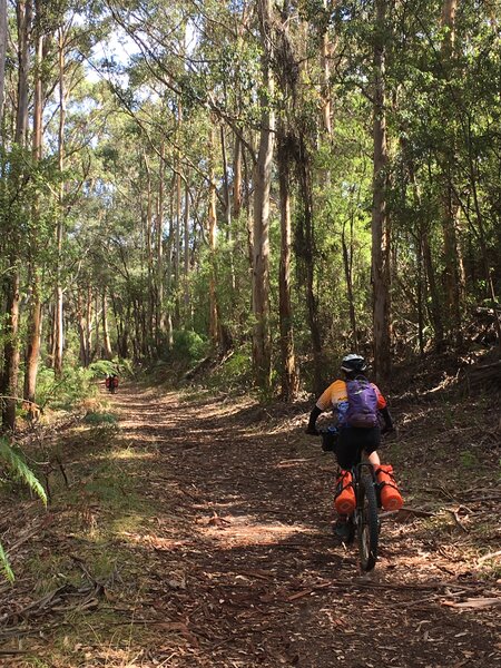 The Munda Biddi uses the Denmark-Nornalup Rail Trail in this section.