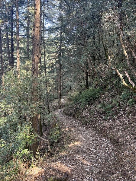 Singletrack through the deodar cedars.