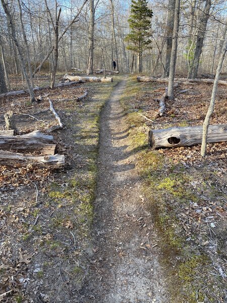 Singletrack trail in the Grace Estate, Northwest Woods, East Hampton, NY