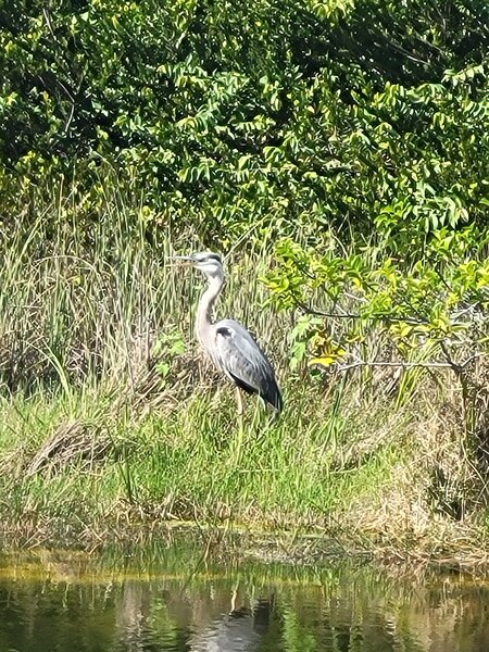 Blue Heron