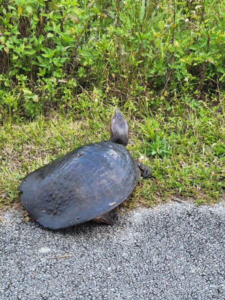 Soft Shell Turtle