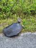 Soft Shell Turtle