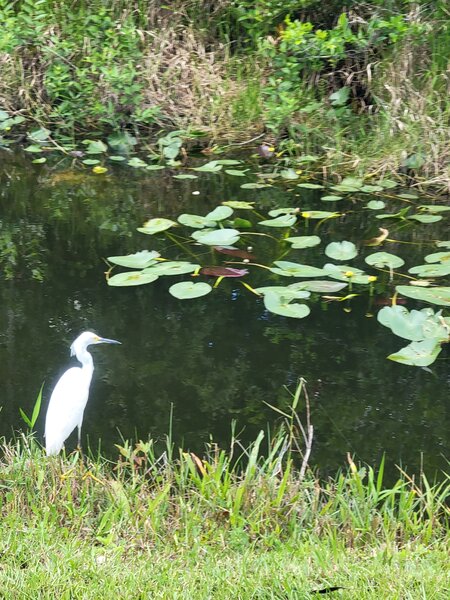 Egret