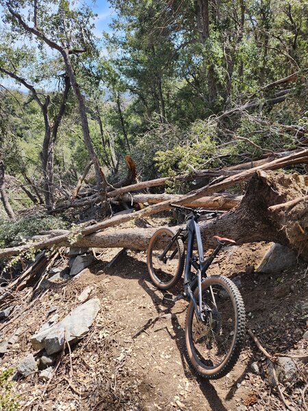 Downed tress like this constantly