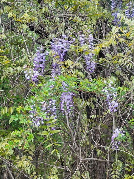 Wisteria