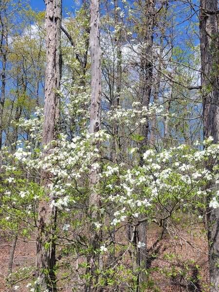 Dogwood Trees