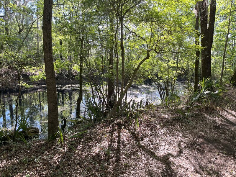 Small lake entering the forest.