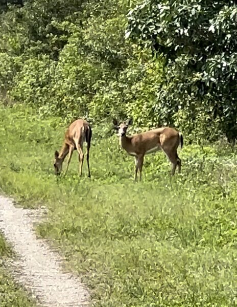 White tail deer