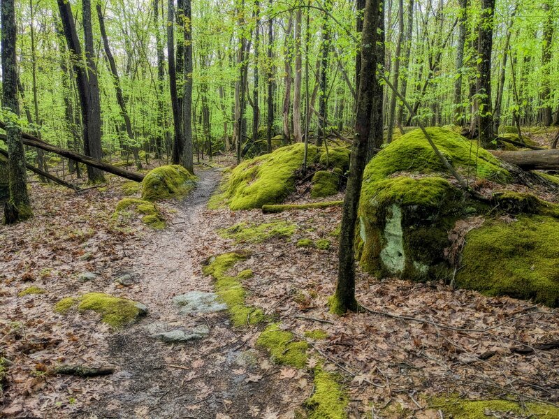 fast wide, mild rocks, top the hill