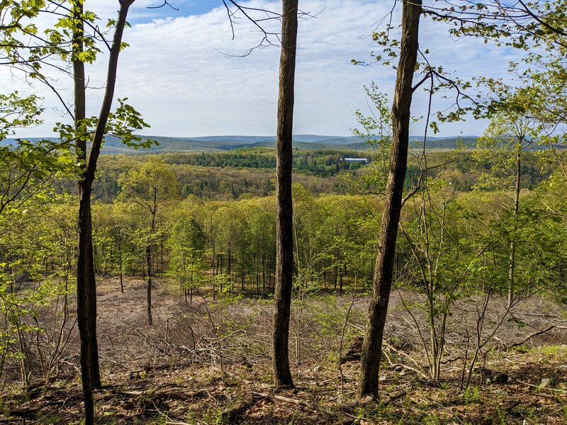 view from the top, above the clearing