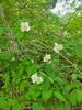 Sweet Mock Orange