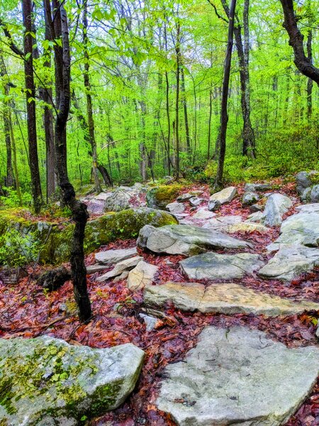 Gnarly rock garden, Deep Creek State Park.