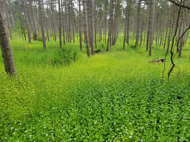 Connector loop lush green open area. Looked like heaven.