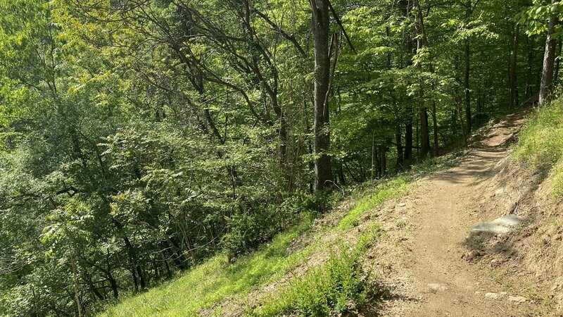 Opening along a steep hillside.