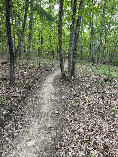 Flowy downhill bit near the intersection with Chimney Trail.