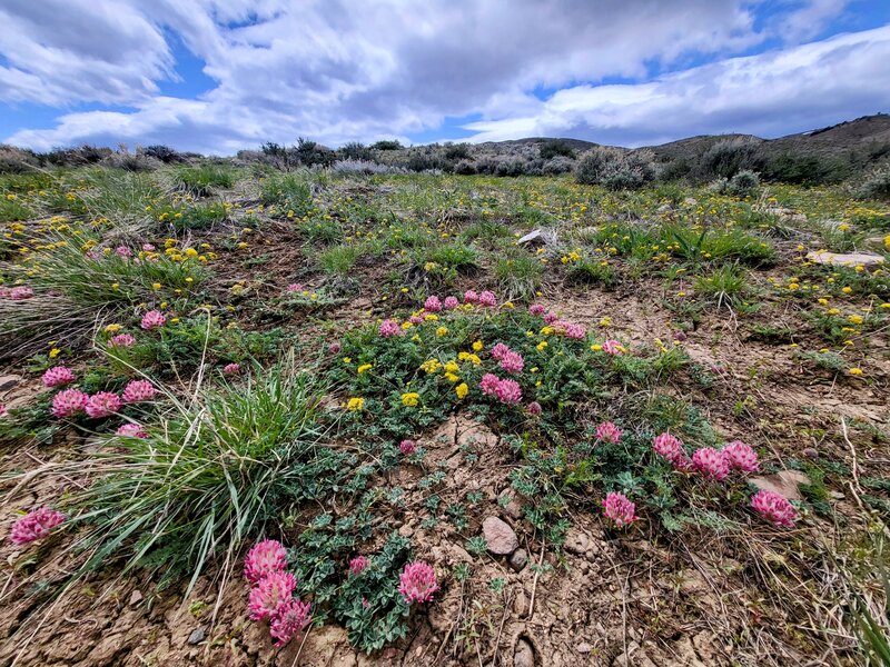 Peavine flowers