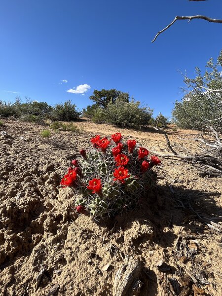 Cactus flower at the highest point of the mountain view trail.