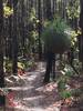 Xanthorea glistening after the rain - Munda Biddi trail through the Murray Trails area.