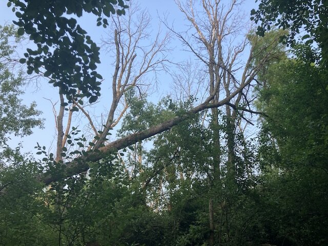 Broken tree leaning over the hiking trail entrance jct with main trail by the big boulder.