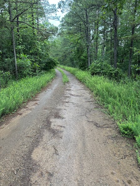 Forest service road.