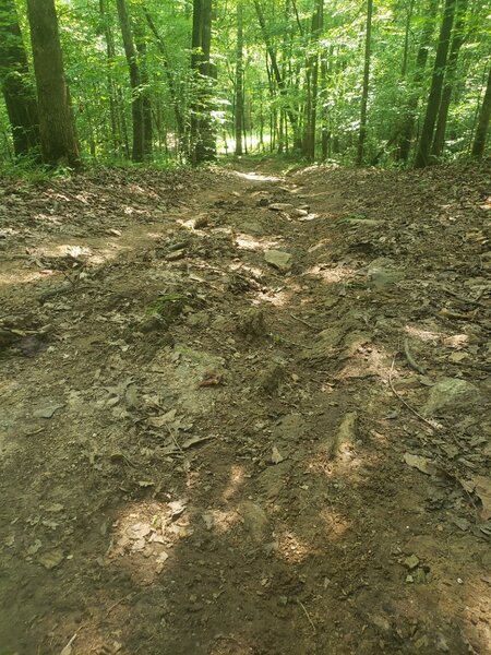 Starts with a sparse rock garden that becomes a gully with a hard right after it and a cheeky sign that says "Pleas stay on the trail". You don't want to go off to the left and eat that.