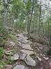 Looking up the trail, about half way up. One of many rocky sections later on.