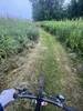 The grass trail near the orchard (it becomes skinnier later on, prior to returning to singletrack through the woods).